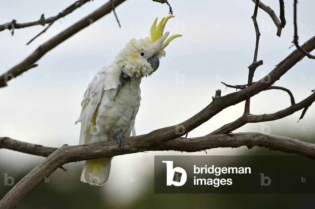 Cacatua galerita/Yellow Cacatoes/Sulphur Crested Cockatoo