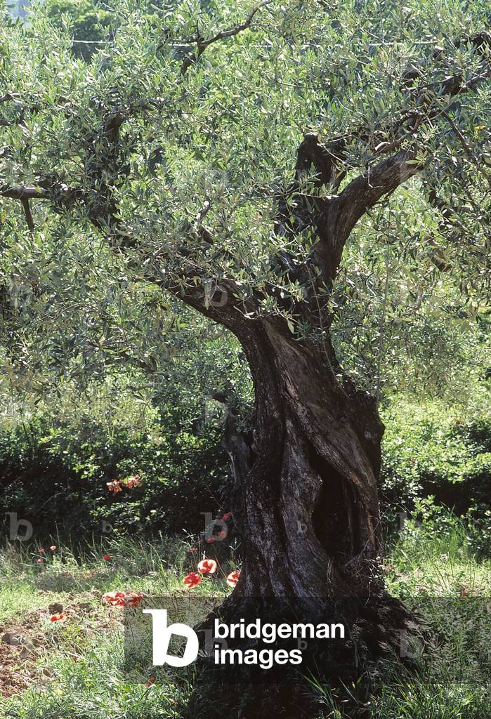 Olea europea/Olivier