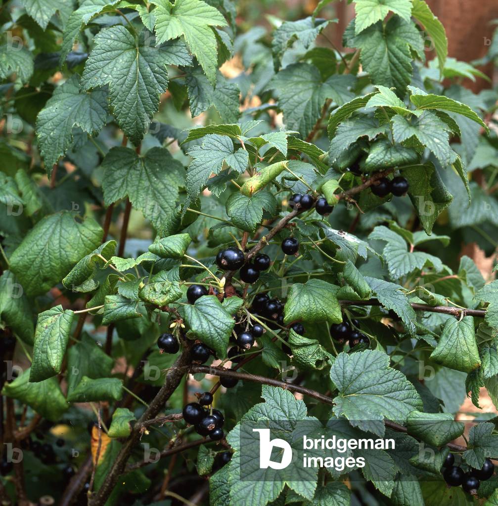 Ribes nigrum/Blackcurrant/Cassis/Black Currant