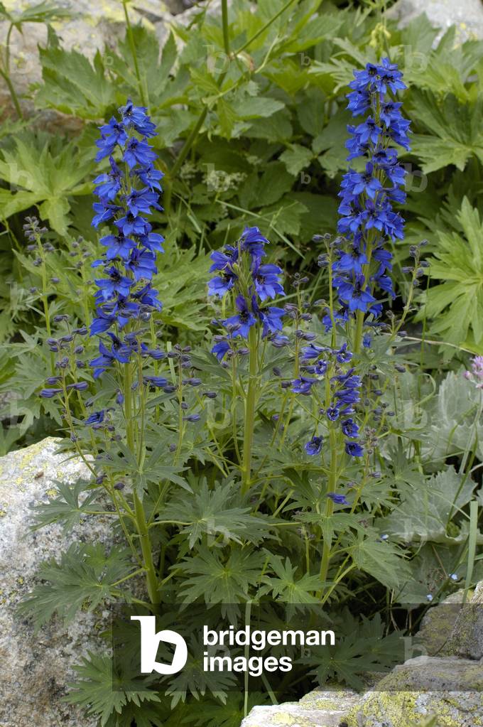 Delphinium elatum/Dauphinelle/Alpine Lark Foot/Candle Larkspur