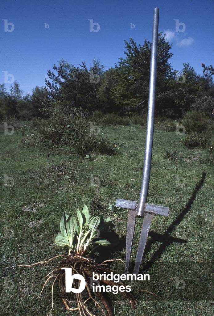 Gentian/Gencanaria/Devil's Fork/Gentiana lutea/Yellow Gentian/Great Gentian/Root