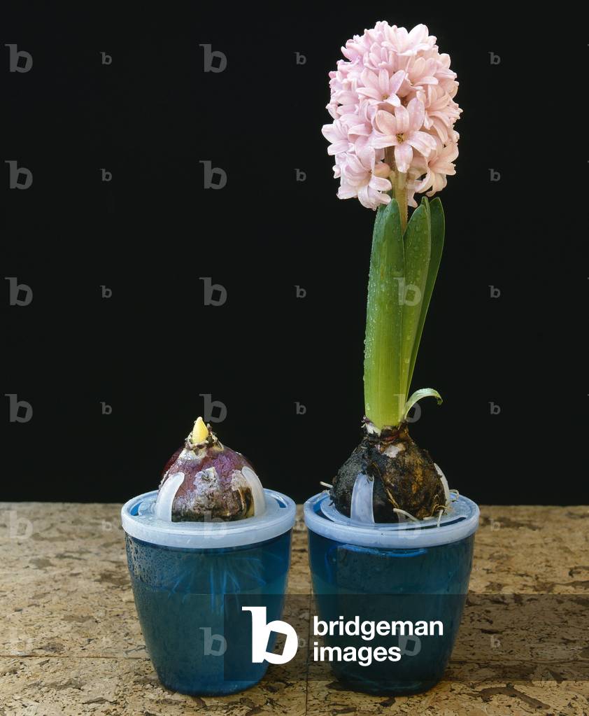 Hyacinthus orientalis/Orient Hyacinth/Water Culture