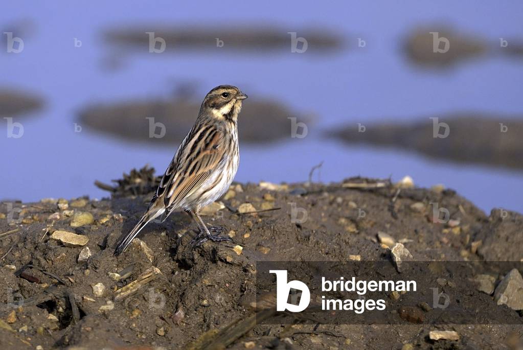 Emberiza schoeniclus/Reed Sparrow/Reed Bunting/Female