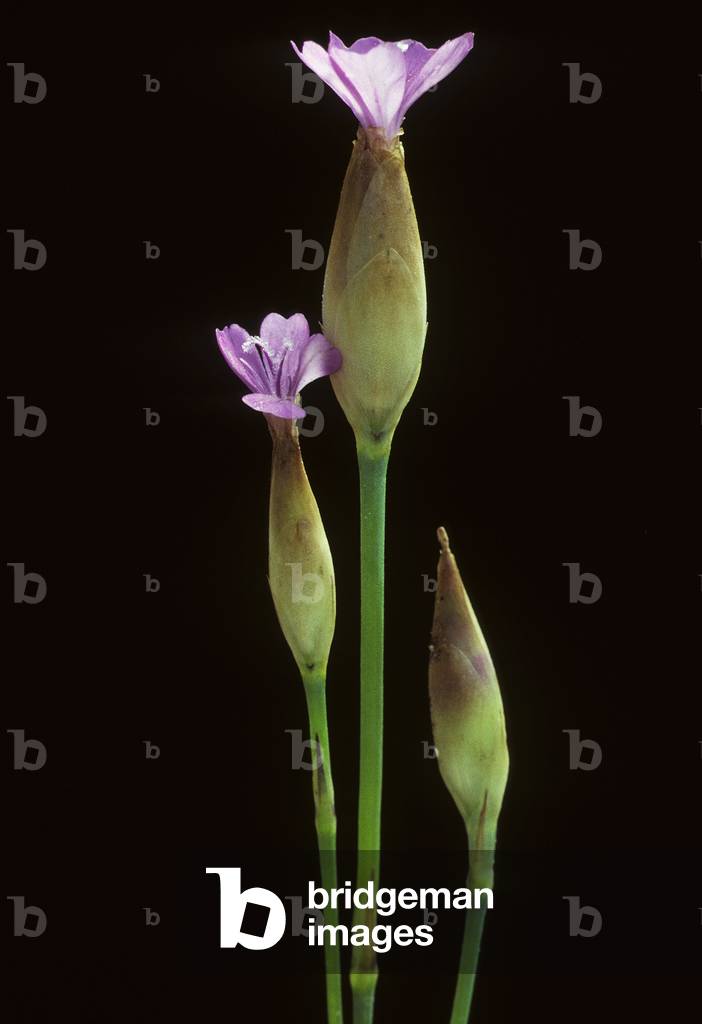 Dianthus prolifer/Carnation Prolifere/Peti Wild Carnation/Grassy Pink