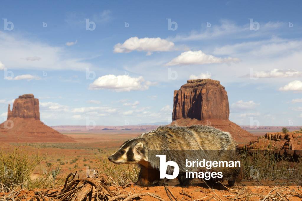 Taxidea taxus/American Badger/American Badger