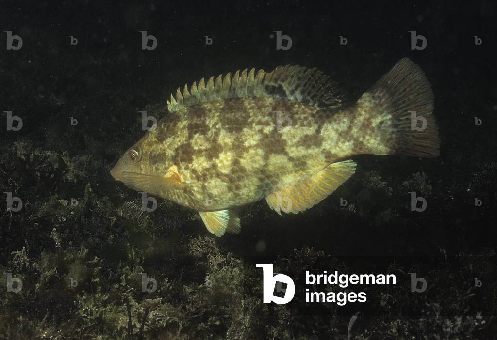 Labrus bergylta/Old Town/Big Old Town/Ballan Wrasse