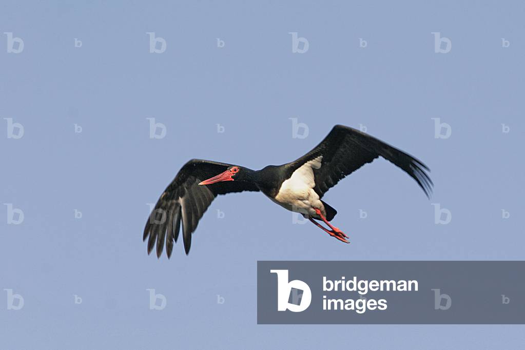 Ciconia nigra/Black Stork/Black Stork