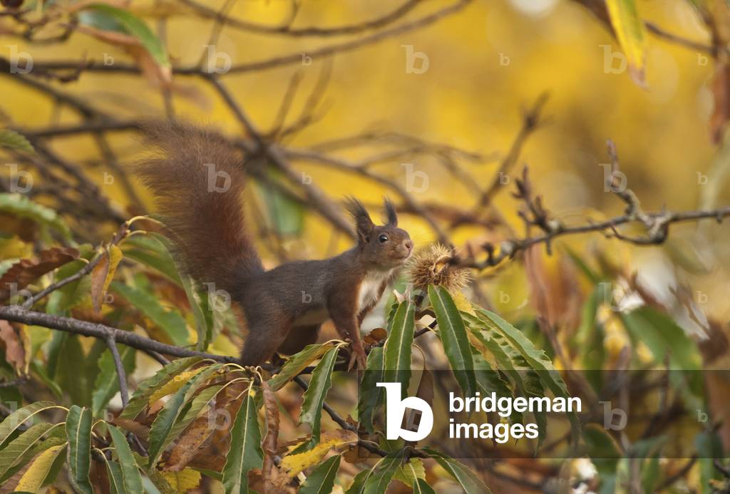 Sciurus vulgaris/Red Squirrel/Red Squirrel
