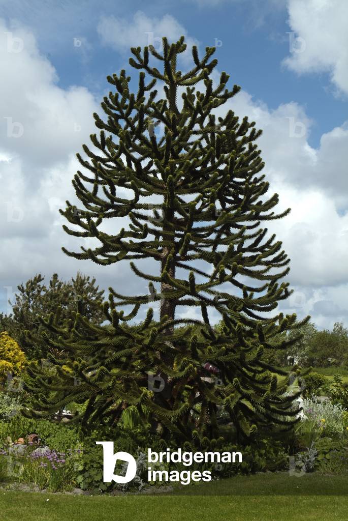 Araucaria araucaria/Araucaria/Monkey Desperation/Monkey Puzzle Tree