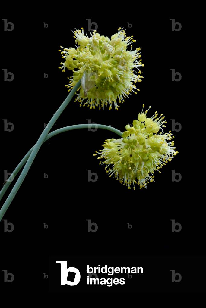 Garlic tendril/Allium obliquum/Garlic oblique/Twisted leaf Garlic