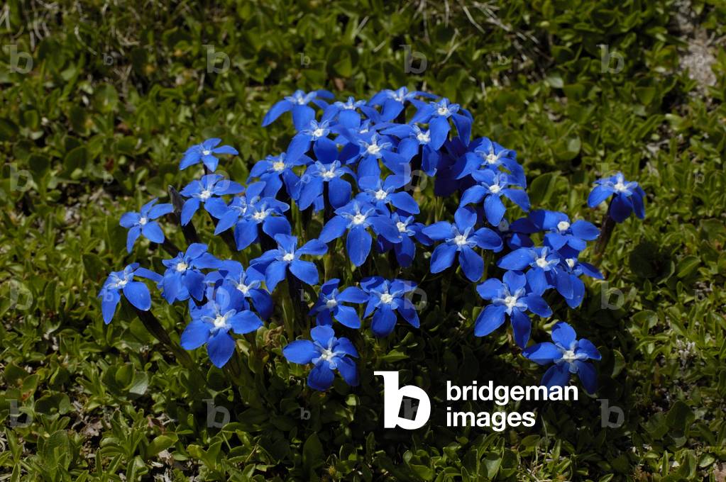 Gentiana verna/Spring Gentian