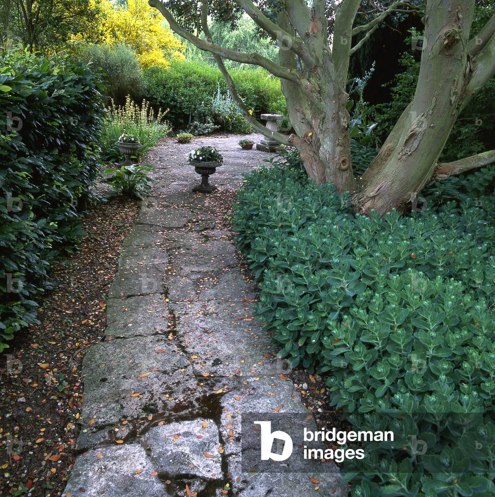 Allee en pierres plates / Sedum sp. 