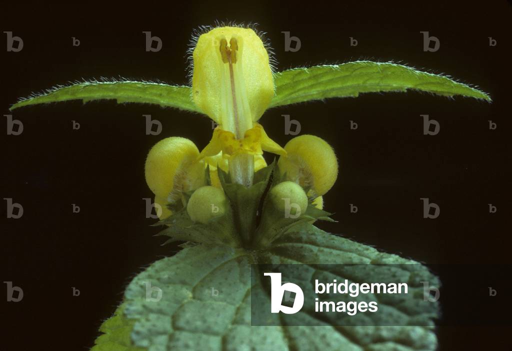 Galeobdolon Laminum/Galeobdolon Laminum/Yellow Nettle/Yellow Dead Nettle