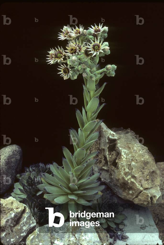Sempervivum tectorum/Roof Jubarb/Bullock's Eye