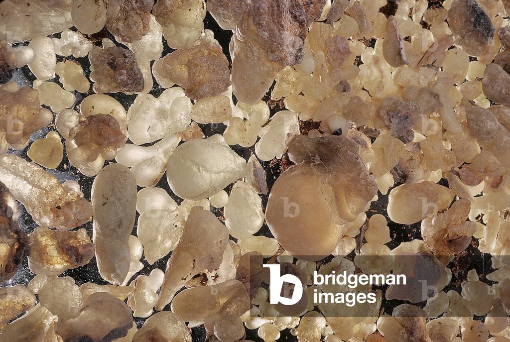 Boswellia sacra/Incense/Resin