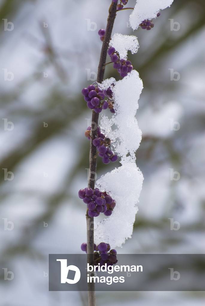 Callicarpa dichotoma