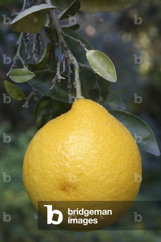 Citrus lumia 'Pyriformis'/Sweet Lemon/Sweet Lime