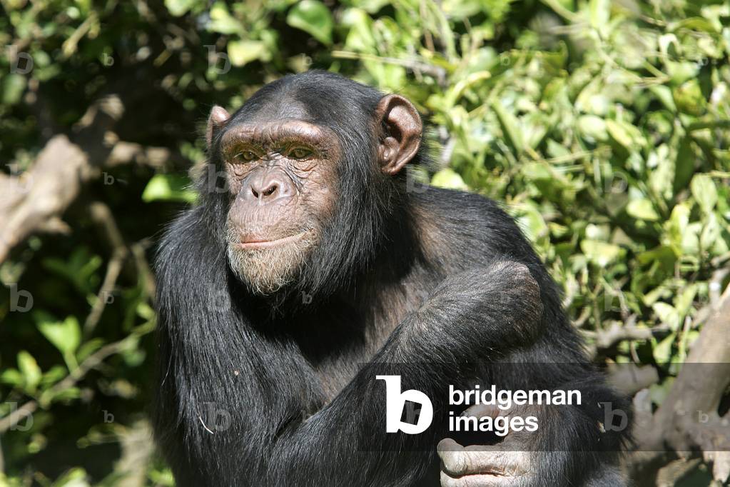 Pan Wren/Chimpanze/Chimpanzee
