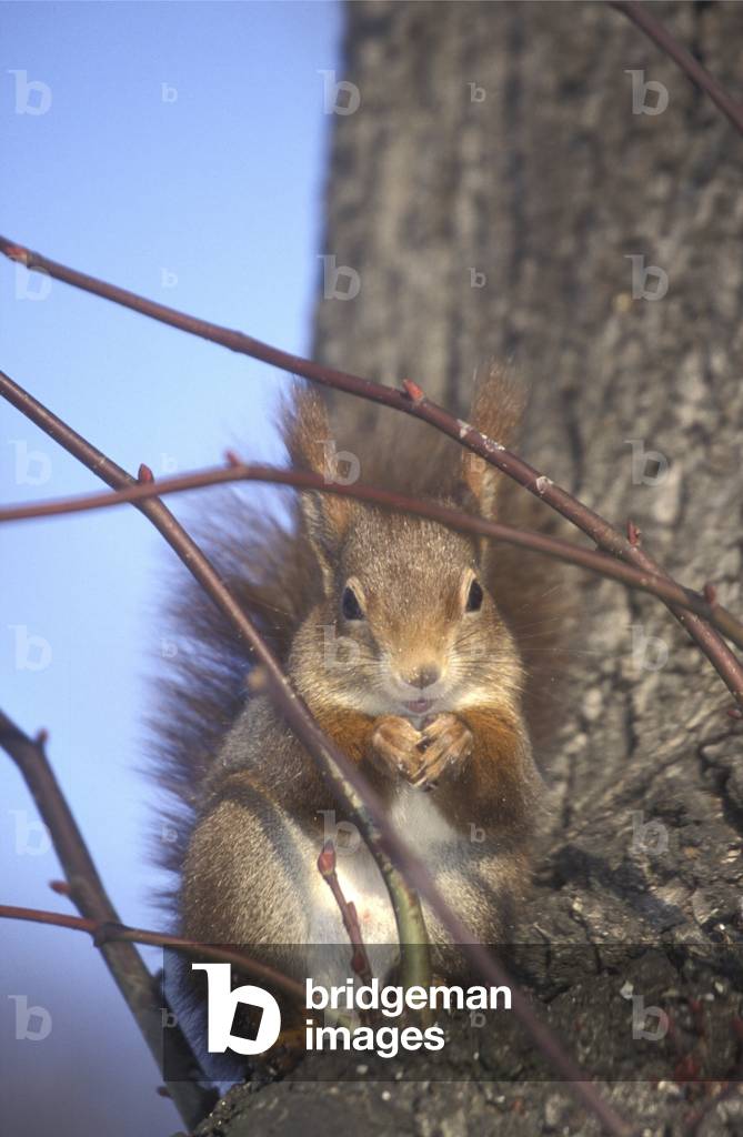Sciurus vulgaris/Red Squirrel/Common Squirrel/Eurasian Red Squirrel