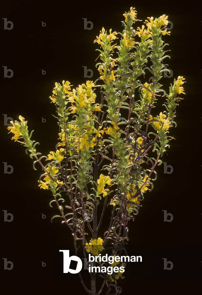 Image of Photography depicting Odontites luteus/Yellow euphritis/Yellow Odontitis