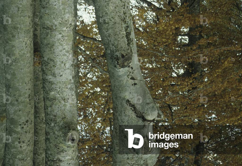 Image de Photographie représentant Fagus sylvatica / Hêtre