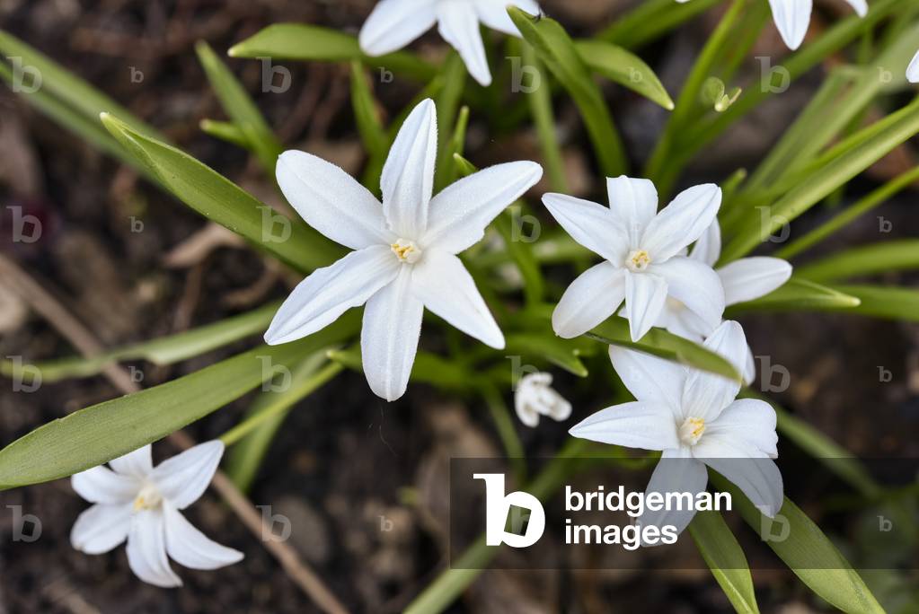 White flowers of  Spring Starflower (photo)