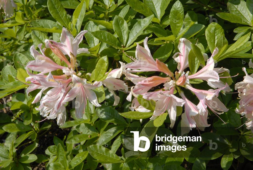 Rhododendron x/Rhododendron 'Irene Koste'