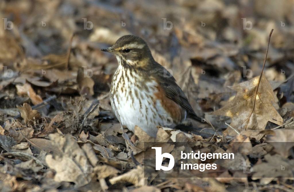 Turdus musicus/Turdus iliacus/Purple Thrush/Redwing