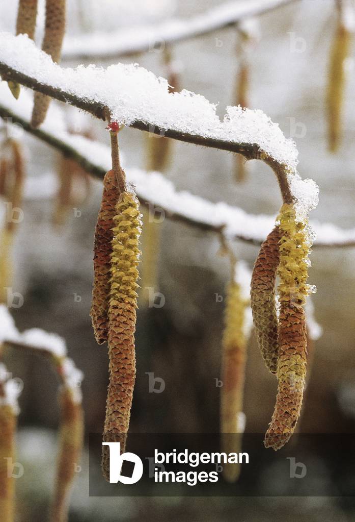 Image of Photography depicting Corylus avellana/Hazel/Kitten