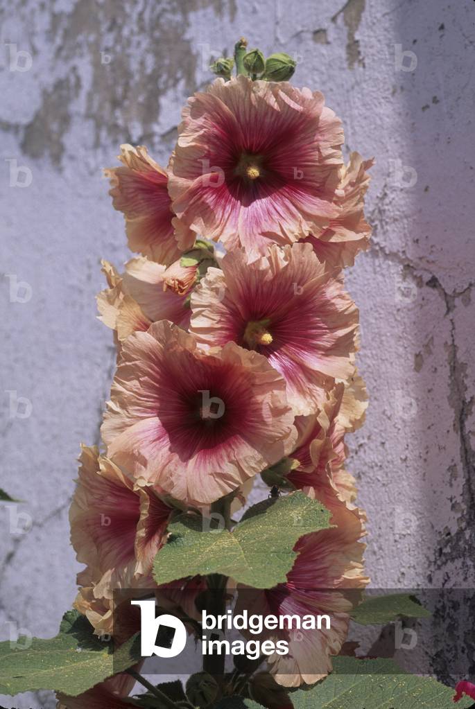 Alcea rosea/Tremmiere pink/Hollyhock