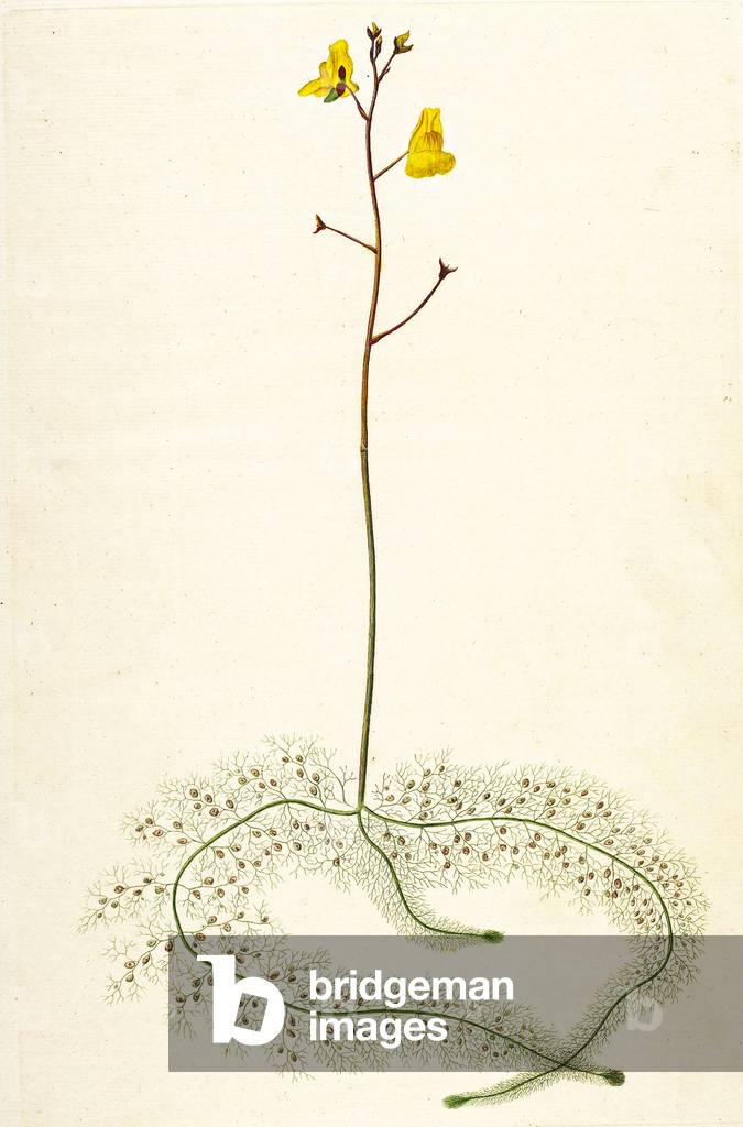 Botanical illustration/Utricularia australis/Utricular citrine