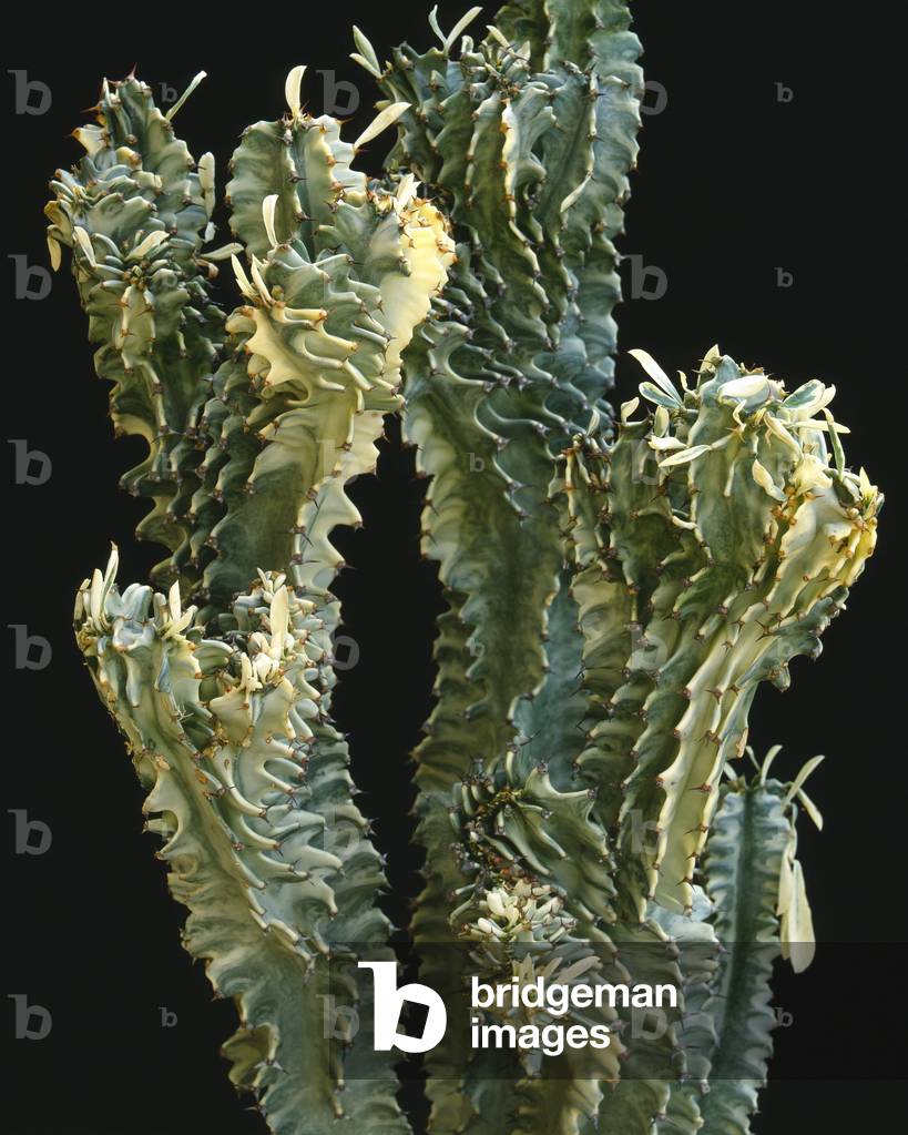 Euphorbia pseudocactus 'Cristata Variegata'/Euphorbo/Spurge