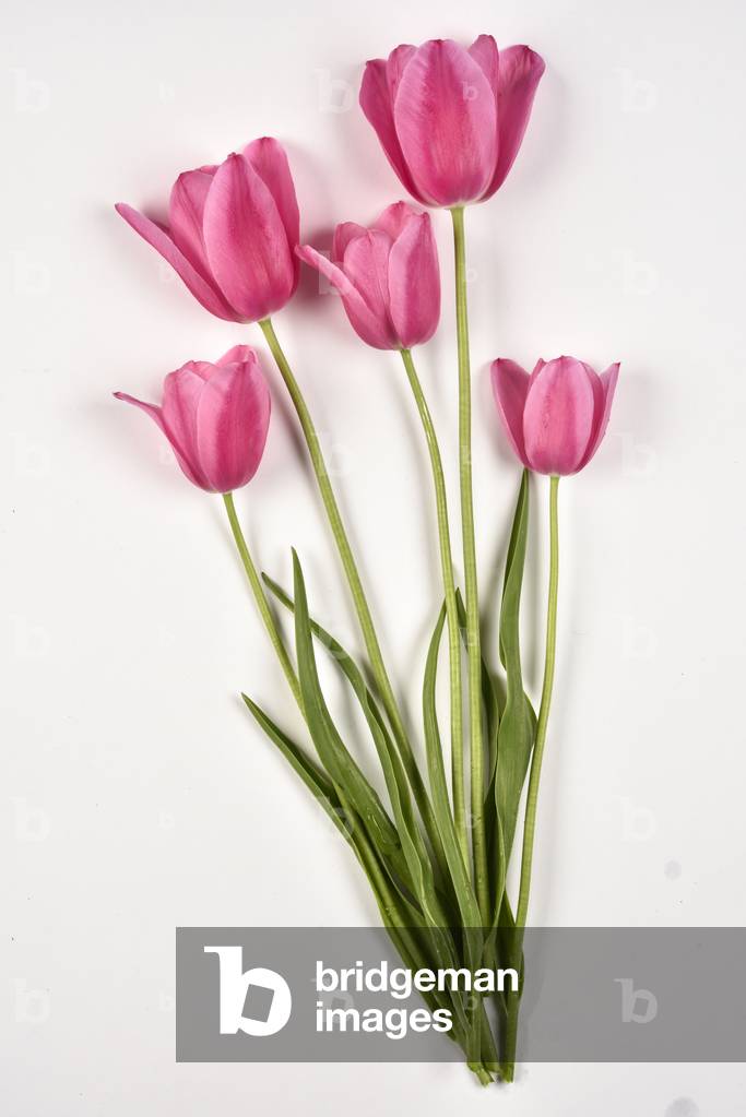 Flower of Tulip on white background (photo)