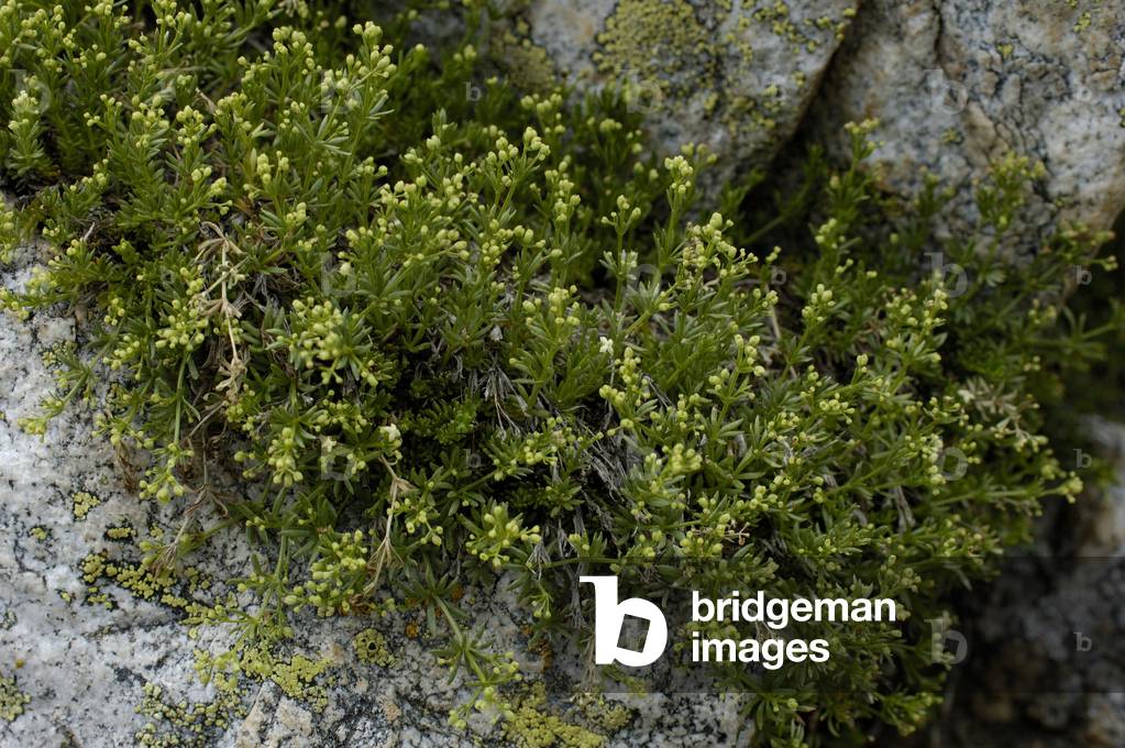 Galium tendae/Gaillet de Tende
