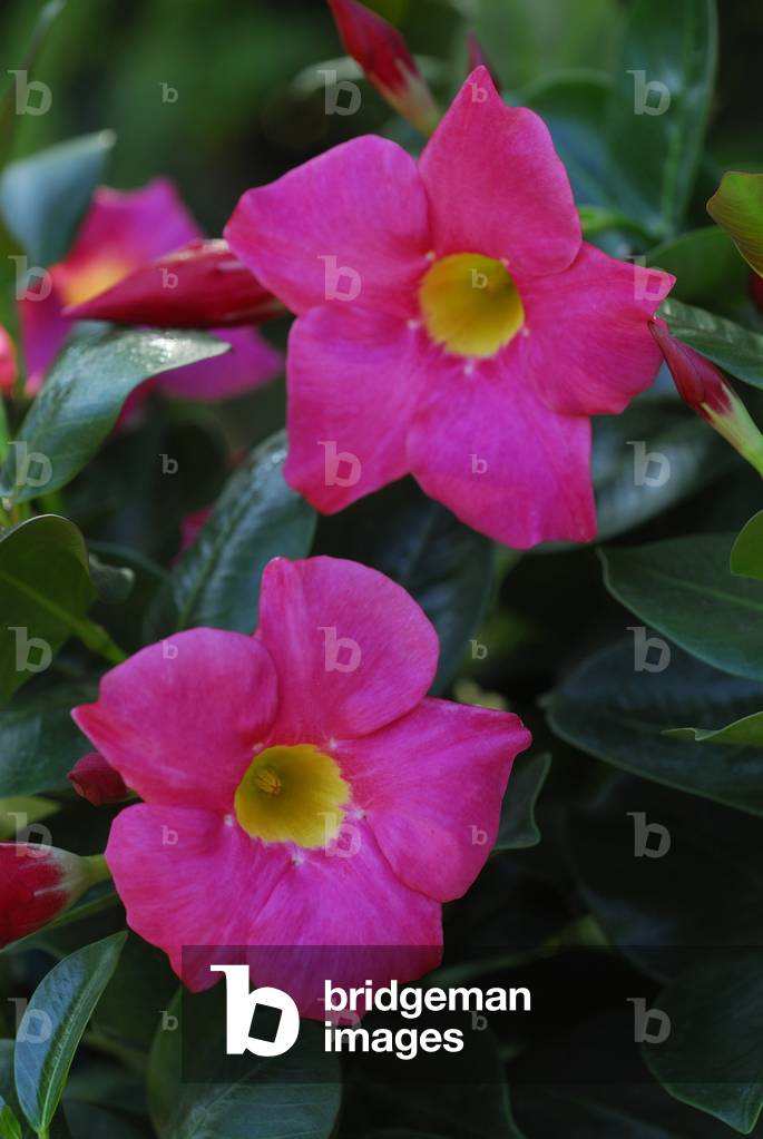 Mandevilla splendens/Dipladenia spelndens
