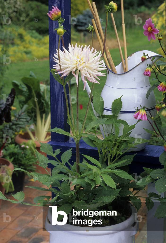 Dahlia x/Dahlia 'Star Lady'
