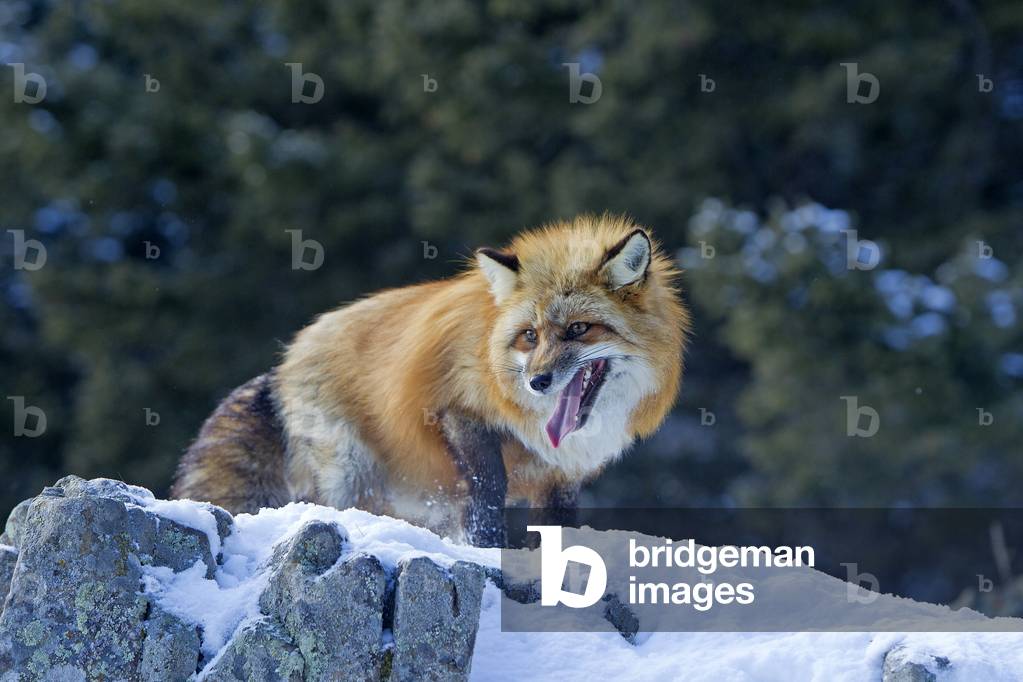 Vulpes vulpes/Red Fox/Red Fox
