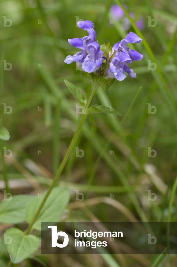 Prunella vulgaris/Common Brunelle/Common Self-heal/Carpenters grass