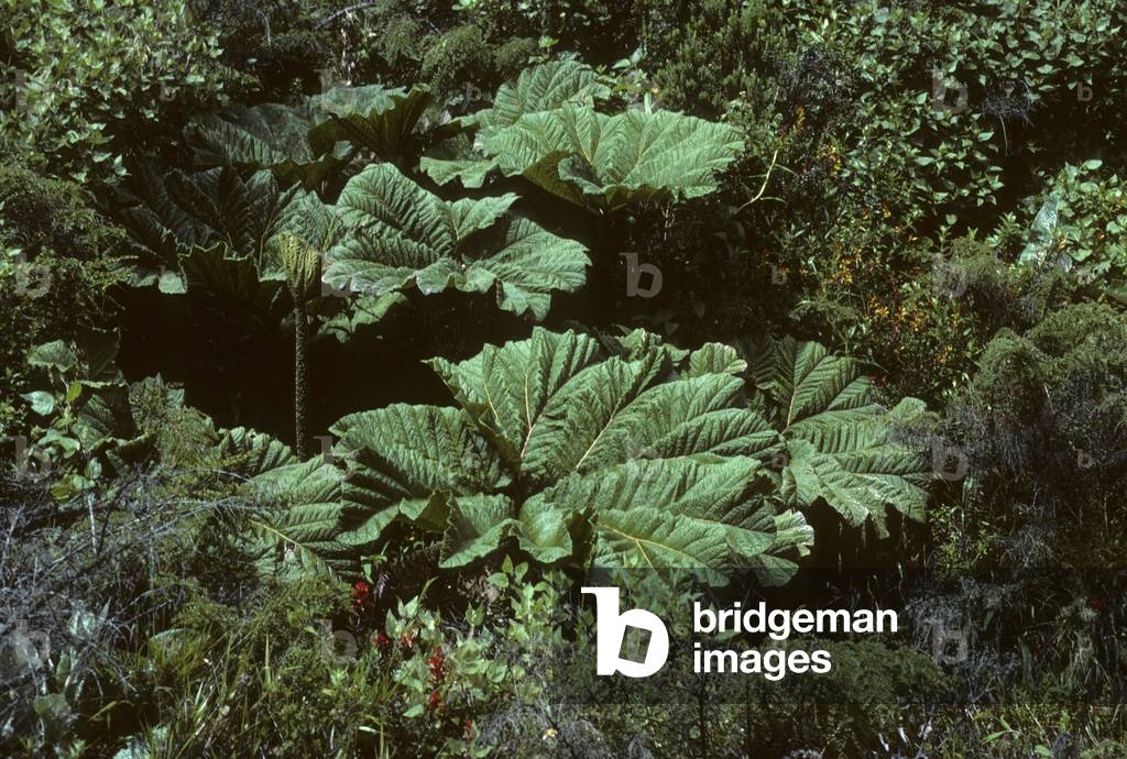 Gunnera Insignis/Gunnere
