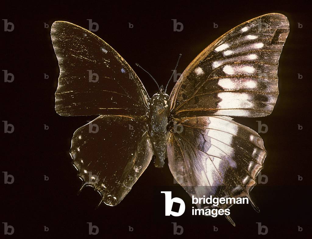 Etheocles charaxes/Bilateral gynandromorphism/Male and female gynandromorphic papilon