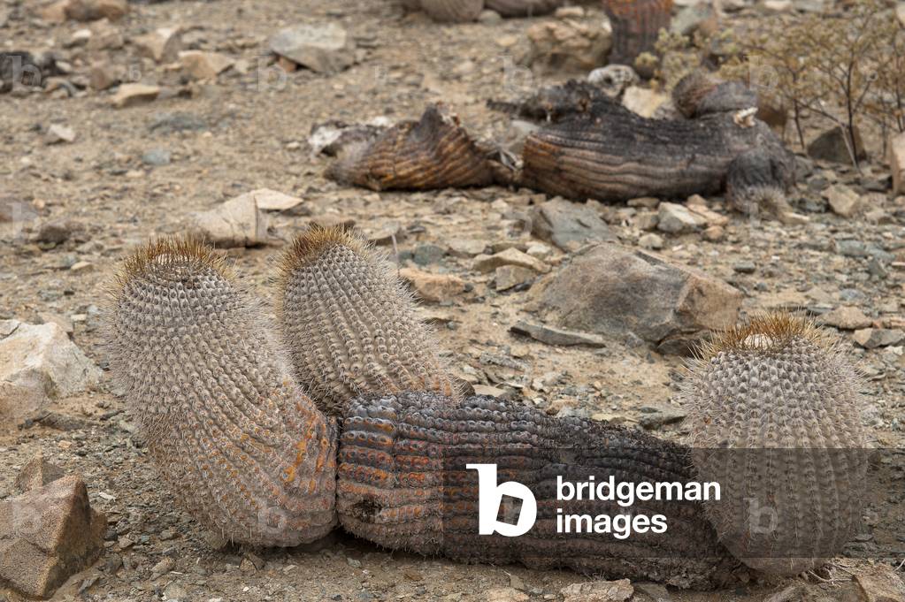 Copiapoa cinerea subsp. haseltoniana