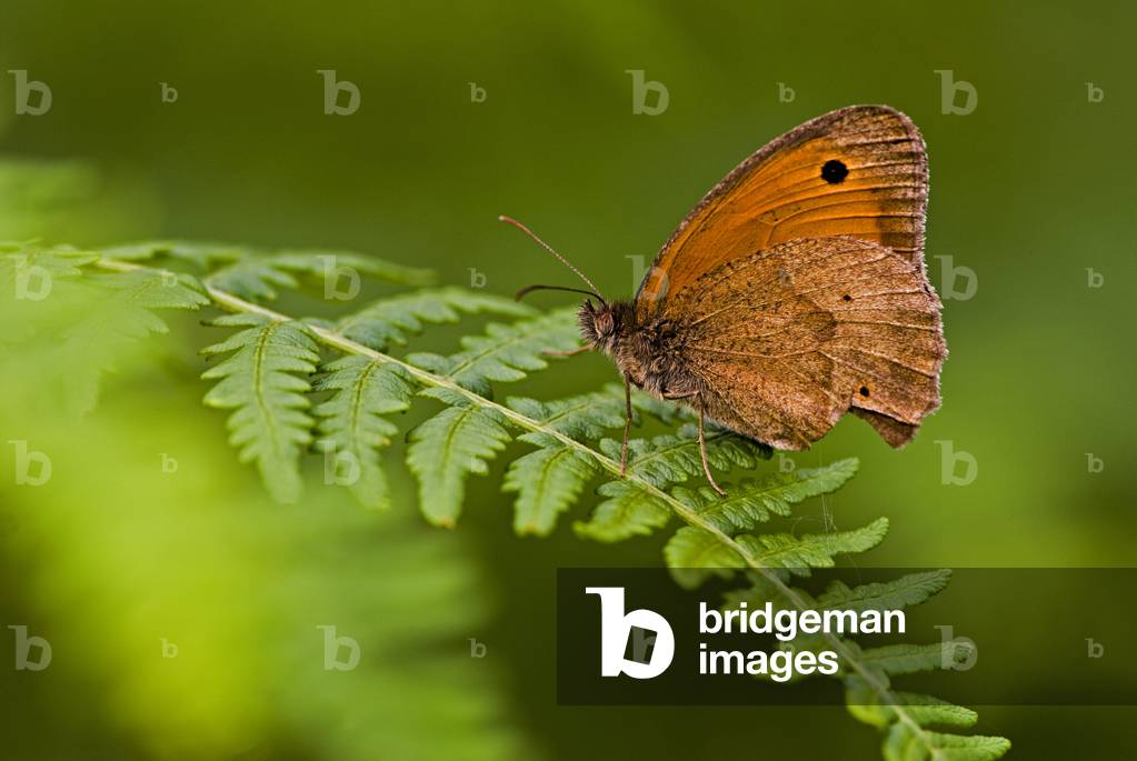 Maniola Jurtina/Myrtil/Meadow Brown