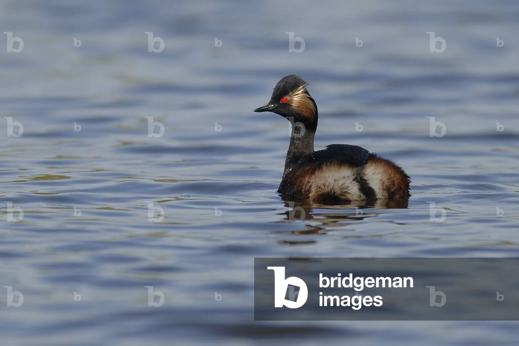 Podiceps nigricollis/Black Necked Grebe