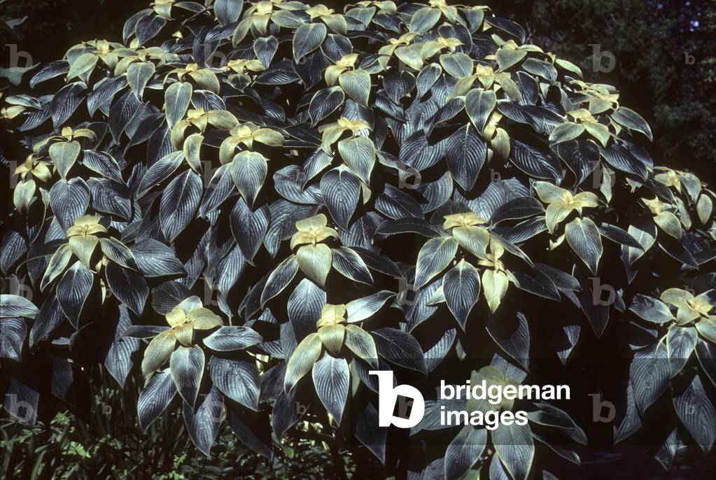 Syzygium rotundifolium/Sri Lanka