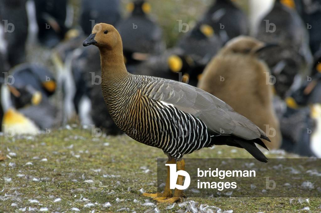 Chloephaga picta/Magellan's Ouette/Magellan Goose/Upland Goose/Magellan Goose/Female