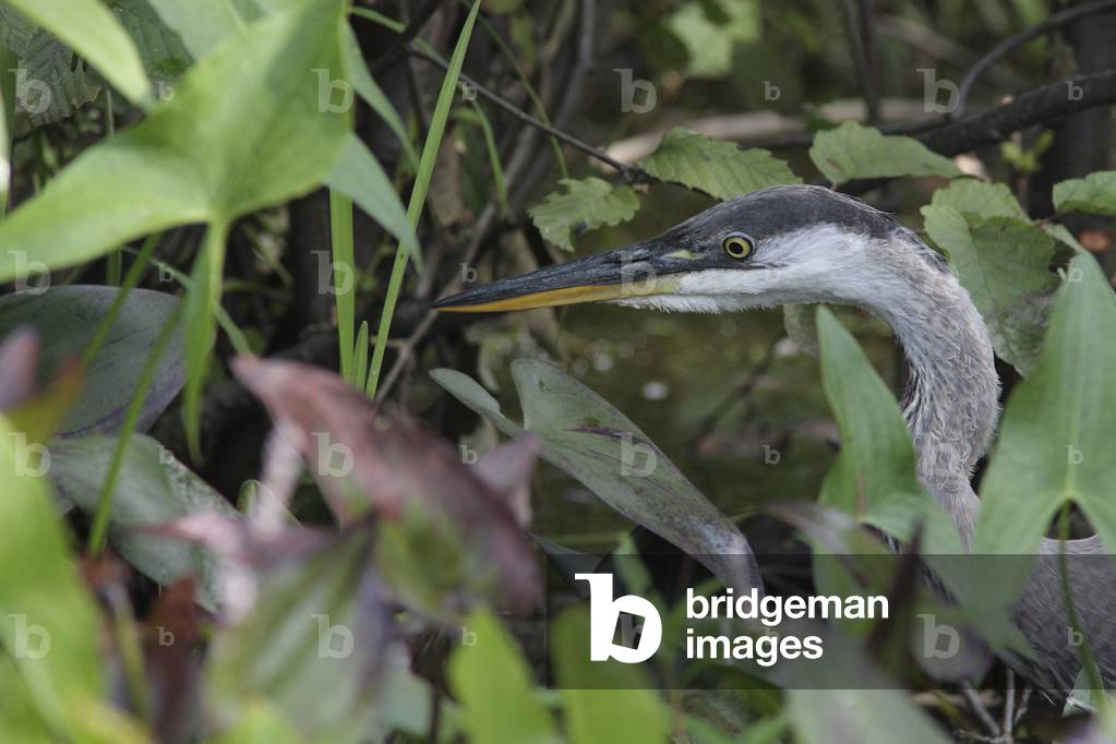 Herodias/Great Blue Heron