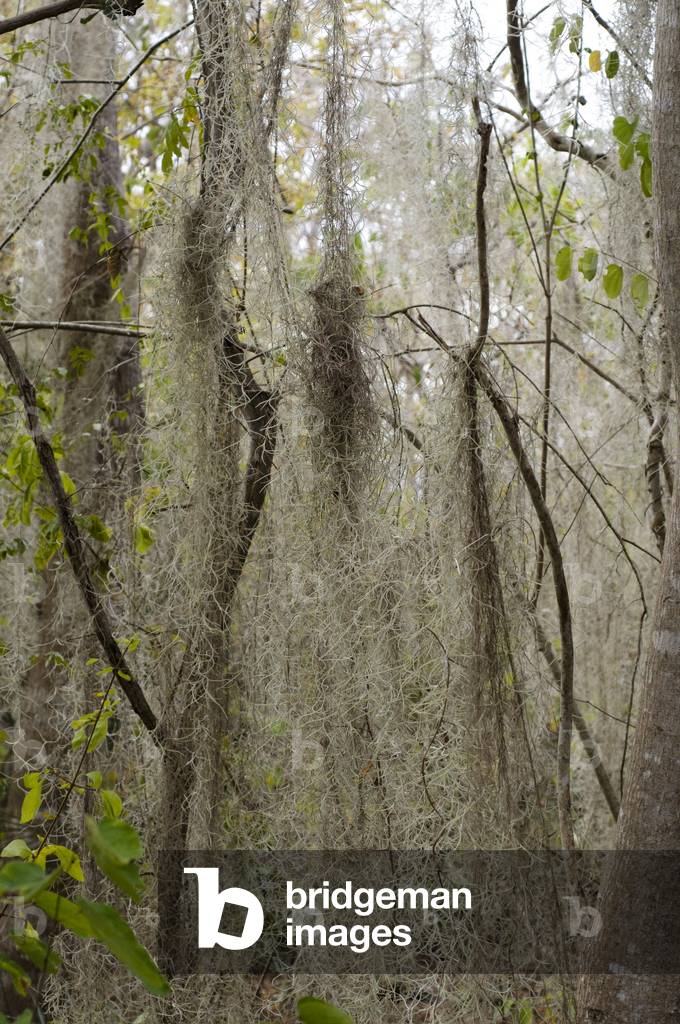 Tillandsia usneoides/Air Girl/Spanish Moss/Spanish Moss
