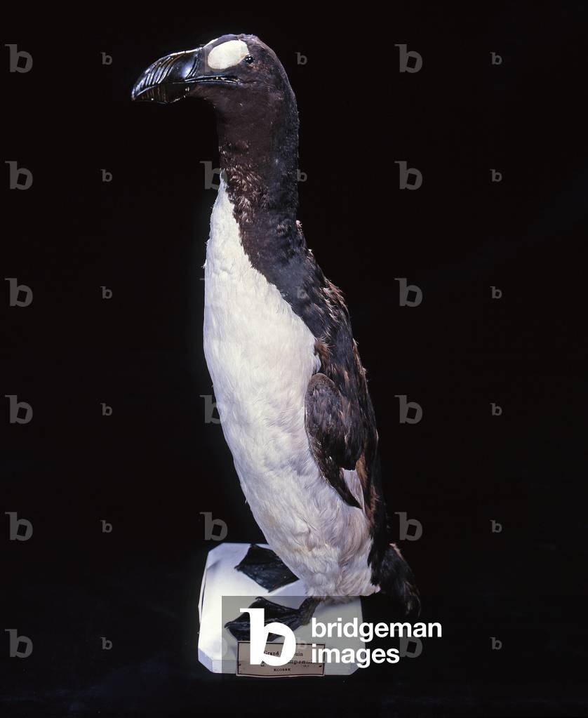 Pinguinus impennis/Great Penguin/Great Auk