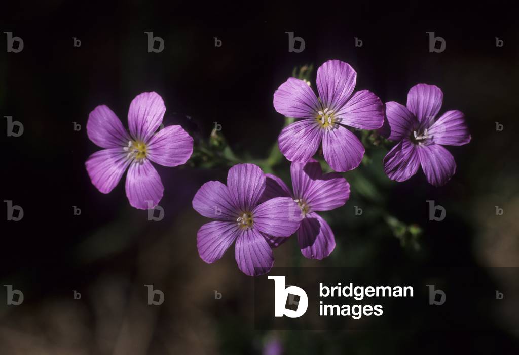 Linum Viscoso/Lino viscoso