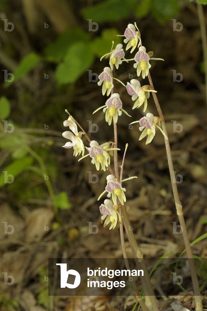 Epipogium aphyllum/Epipogium without leaves/Epipogon without leaves